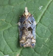 Attēlu rezultāti vaicājumam “Acleris cristana”