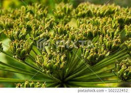 Attēlu rezultāti vaicājumam “Heracleum sosnowskyi leaf”