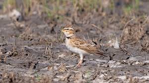 Image result for Melanocorypha bimaculata