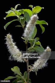 Attēlu rezultāti vaicājumam “Salix caprea fruit”