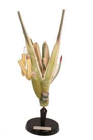 Image result for Secale cereale