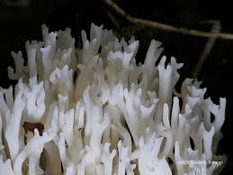 Attēlu rezultāti vaicājumam “Lentaria sp.”