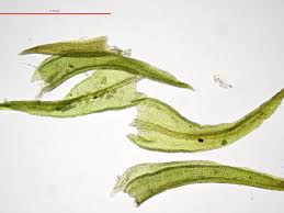 Attēlu rezultāti vaicājumam “Didymodon tophaceus”