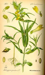 Attēlu rezultāti vaicājumam “Melampyrum pratense leaf”