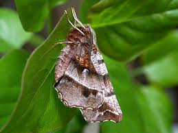 Attēlu rezultāti vaicājumam “Selenia dentaria larva”