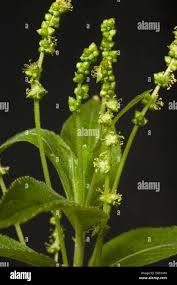 Attēlu rezultāti vaicājumam “Mercurialis perennis flower”
