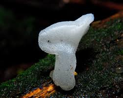 Attēlu rezultāti vaicājumam “Pseudohydnum gelatinosum”