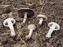 Attēlu rezultāti vaicājumam “Agaricus”