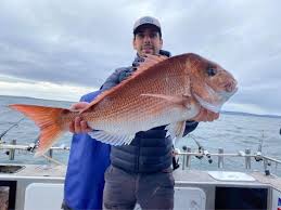 Image result for Pagrus