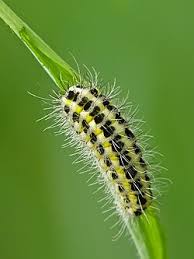 Attēlu rezultāti vaicājumam “Zygaena lonicerae”