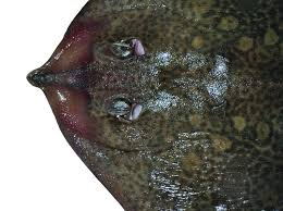 Image result for Raja straeleni