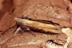 Attēlu rezultāti vaicājumam “Shargacucullia scrophulariae larva”