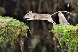 Attēlu rezultāti vaicājumam “Apodemus flavicollis”