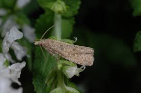 Attēlu rezultāti vaicājumam “Epiblema grandaevana”