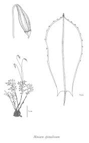 Attēlu rezultāti vaicājumam “Mnium marginatum”