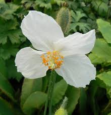 Image result for Meconopsis betonicifolia alba