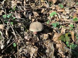 Attēlu rezultāti vaicājumam “Xerocomus chrysenteron”