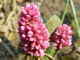 Attēlu rezultāti vaicājumam “Polygonum amphibium flower”