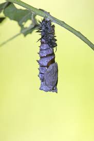 Attēlu rezultāti vaicājumam “Nymphalis pupa”