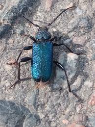 Attēlu rezultāti vaicājumam “Callidium violaceum”