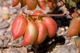 Attēlu rezultāti vaicājumam “Astragalus danicus fruit”