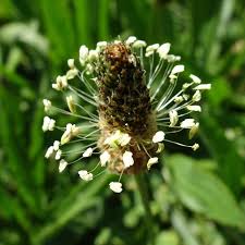 Attēlu rezultāti vaicājumam “Plantago lanceolata bud”