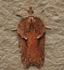 Attēlu rezultāti vaicājumam “Acleris cristana”