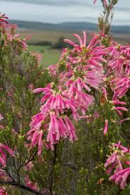 Attēlu rezultāti vaicājumam “Ericaceae”