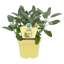 Image result for Salbei