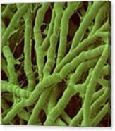 Attēlu rezultāti vaicājumam “Antrodia malicola”