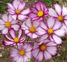 Image result for Cosmos bipinnatus
