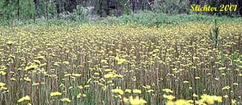 Attēlu rezultāti vaicājumam “Hieracium vulgatum”