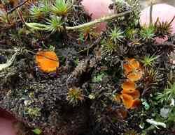 Attēlu rezultāti vaicājumam “Octospora humosa”