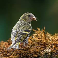 Attēlu rezultāti vaicājumam “Carduelis spinus”