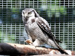 Image result for Surnia ulula