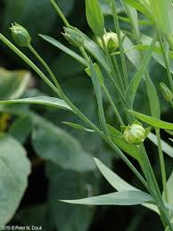 Attēlu rezultāti vaicājumam “Linum usitatissimum flower”