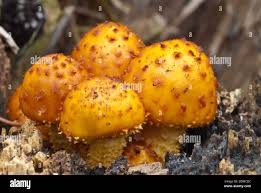 Attēlu rezultāti vaicājumam “Pholiota squarrosoides”