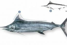 Image result for Istiompax indica