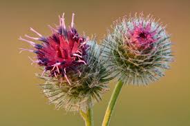 Attēlu rezultāti vaicājumam “Arctium tomentosum leaf”