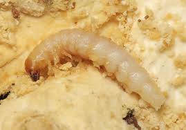 Attēlu rezultāti vaicājumam “Diaperis boleti”