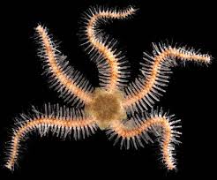 Attēlu rezultāti vaicājumam “Ophiotheca sp.”