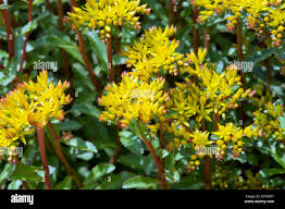 Attēlu rezultāti vaicājumam “Sedum aizoon”