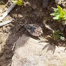 Attēlu rezultāti vaicājumam “Nithecus jacobaeae”