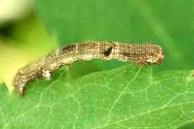 Attēlu rezultāti vaicājumam “Ectropis crepuscularia”