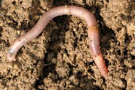 Attēlu rezultāti vaicājumam “Lumbricidae”