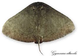 Image result for Gymnura altavela