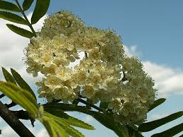 Attēlu rezultāti vaicājumam “Sorbus aucuparia flower”