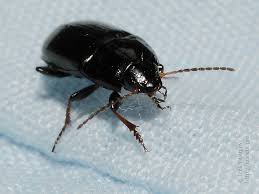 Attēlu rezultāti vaicājumam “Amara sp.”