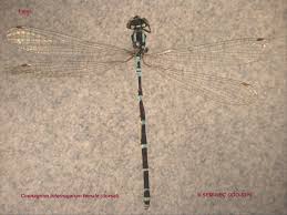Attēlu rezultāti vaicājumam “Coenagrion armatum female”