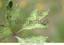 Attēlu rezultāti vaicājumam “Tranzschelia anemones”